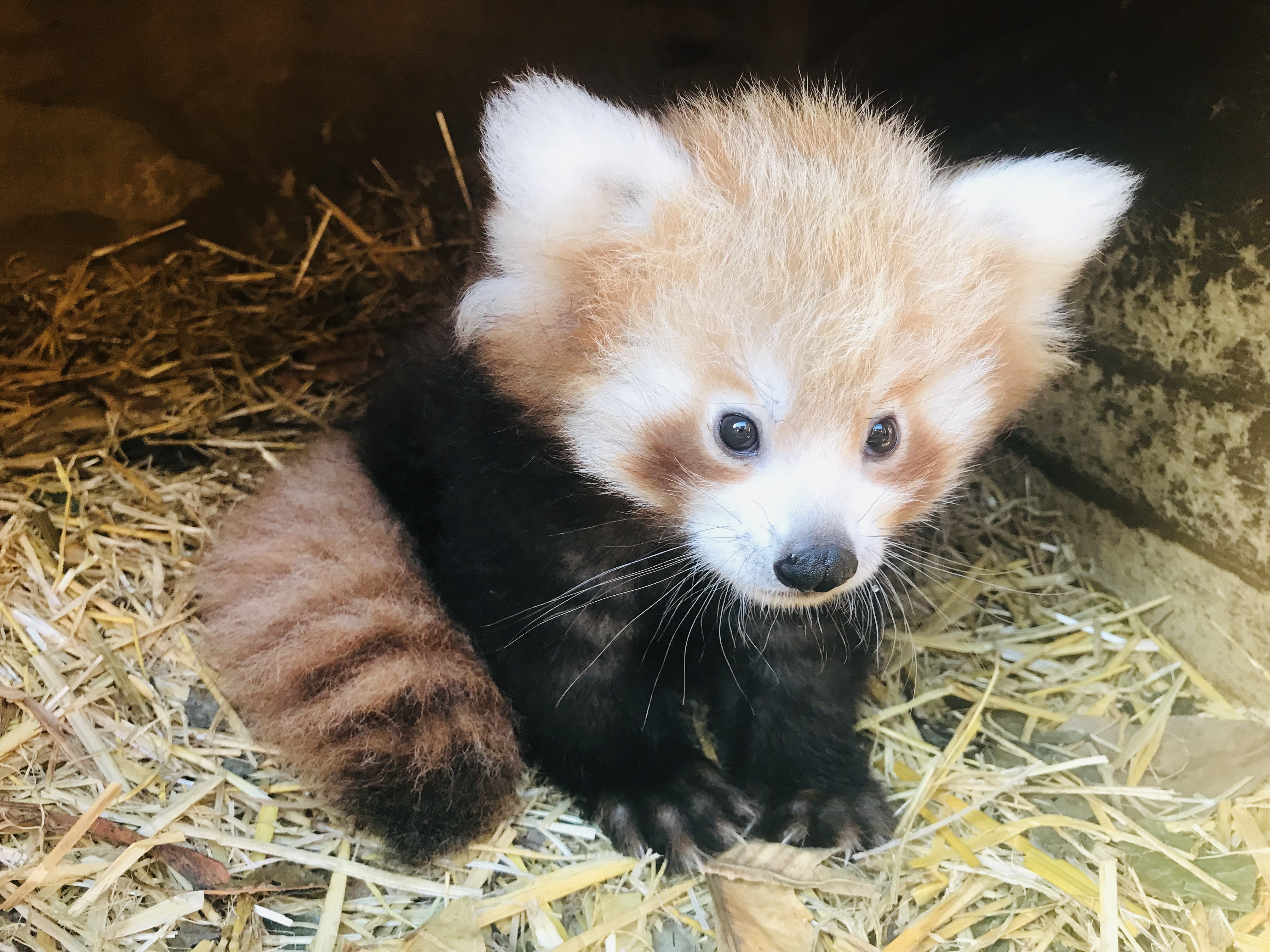 red pandas to save species